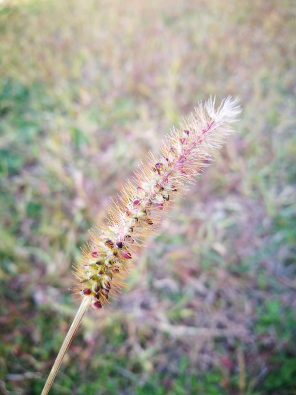 Setaria pumila